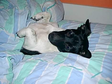 Blanding af racer Kira - Kira elsker at putte under dynen billede 5