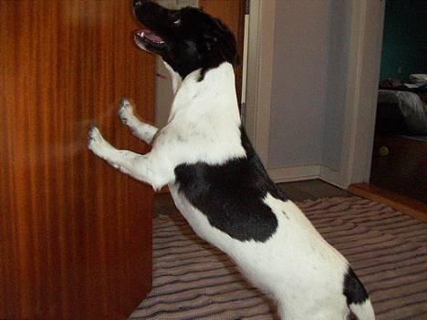 Blanding af racer Kira - Jow da, lukker da døren efter mig billede 6