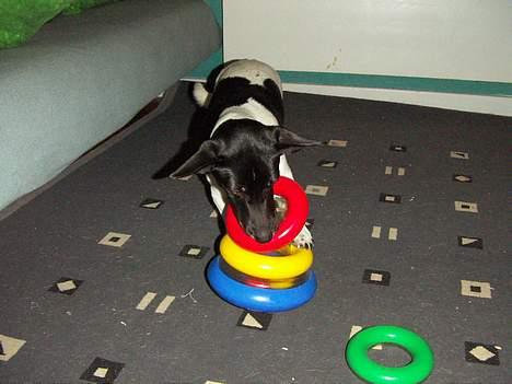 Blanding af racer Kira - Her laver Kira det trick med at putte ringe på stangen billede 7