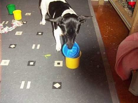 Blanding af racer Kira - Her laver Kira det tricks med at putte bøtter ned i hinanden billede 8