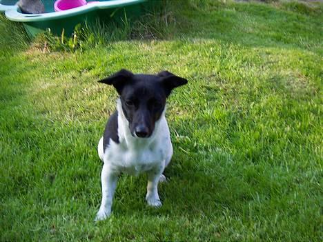 Blanding af racer Kira billede 9