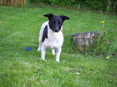 Blanding af racer Kira billede 10