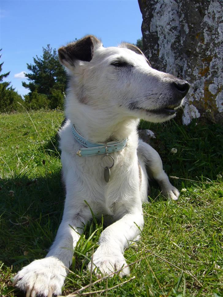 Glathåret foxterrier Hobbi  - På tur på Öland - snart 12 den gamle dreng... ;) *NYT* billede 1