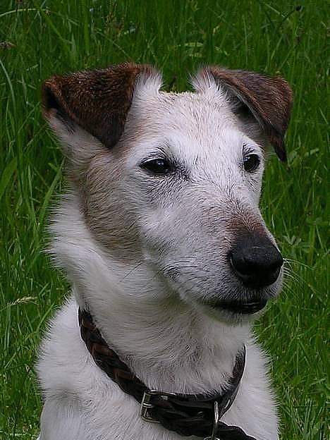 Glathåret foxterrier Hobbi  - Hobbiportræt 2005 billede 2