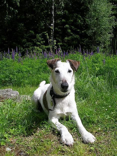 Glathåret foxterrier Hobbi  - Hobbi! sommer 2005 billede 3