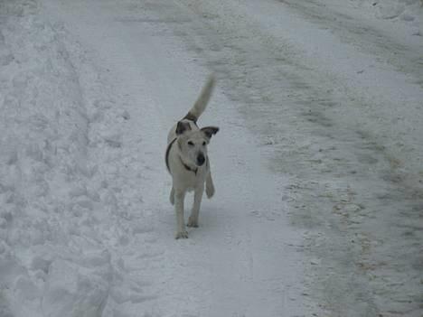 Glathåret foxterrier Hobbi  - Glade hobbi i sneen!           billede 4