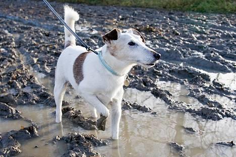 Glathåret foxterrier Hobbi  - adr! hvad laver vi her??            foto:palle r billede 5