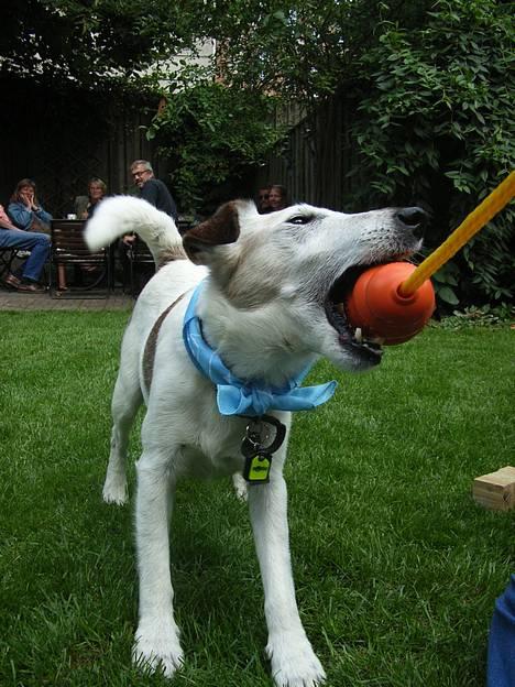 Glathåret foxterrier Hobbi  - føzdag 2005 billede 6