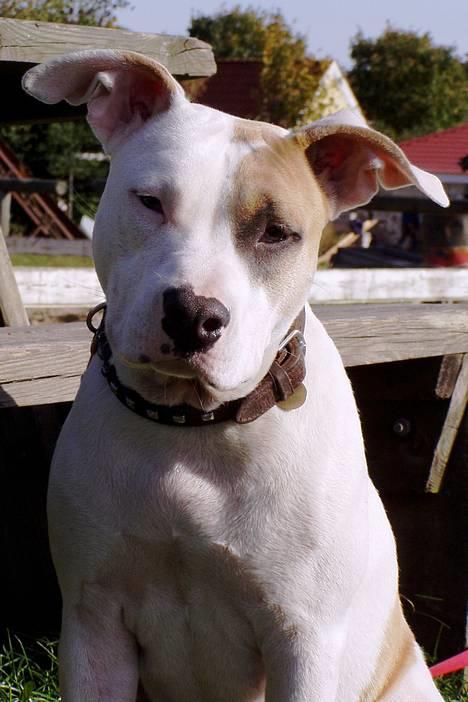 Amerikansk staffordshire terrier Frieda - Hejsa..jeg hedder Frieda... billede 1