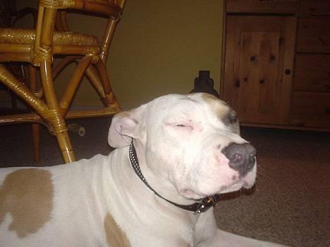 Amerikansk staffordshire terrier Frieda - 1 år gammel billede 2