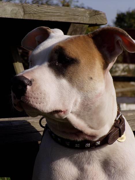 Amerikansk staffordshire terrier Frieda - 10 mdr gammel billede 3