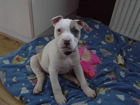 Amerikansk staffordshire terrier Frieda - Frieda 8 uger billede 4