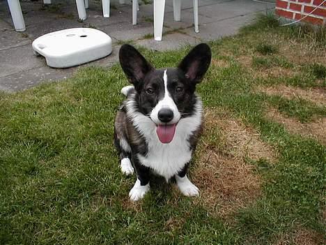 Welsh corgi cardigan Fie (aflivet dec 06) billede 5