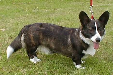 Welsh corgi cardigan Fie (aflivet dec 06) billede 6