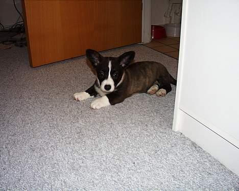 Welsh corgi cardigan Fie (aflivet dec 06) - Fie 8-9 uger billede 7