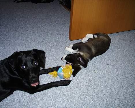 Welsh corgi cardigan Fie (aflivet dec 06) - Bella er så glad for sin nye lillesøster.. Men Fie kunne ikke holde til mere leg   ZzzzzzZZzzZzzZZ billede 8