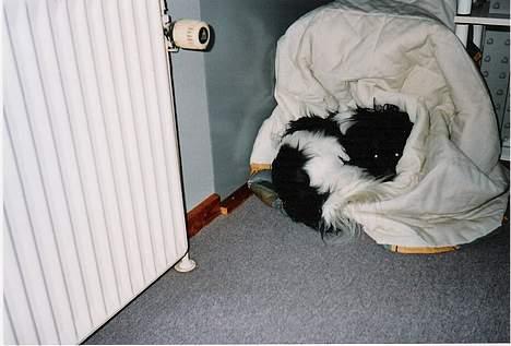 Blanding af racer Walde - Her ligge walde krølet godt sammen, det er det bedste han ved når han skal putte. billede 6