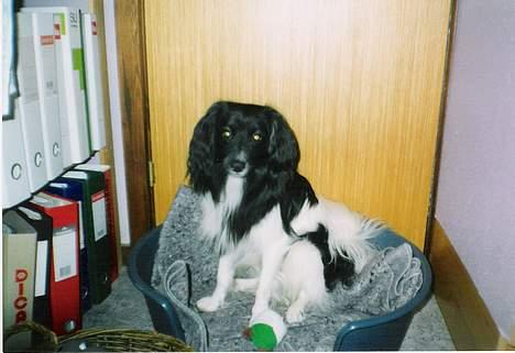 Blanding af racer Walde - Walde sidder og holder øje med det hele fra sin kurv. billede 7