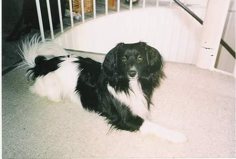 Blanding af racer Walde - Ligger jeg mon i vejen???? billede 9