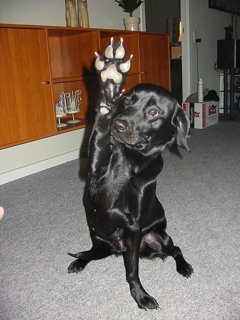 Labrador retriever Berta - High five.... (giv mig 5 ;-)) billede 1