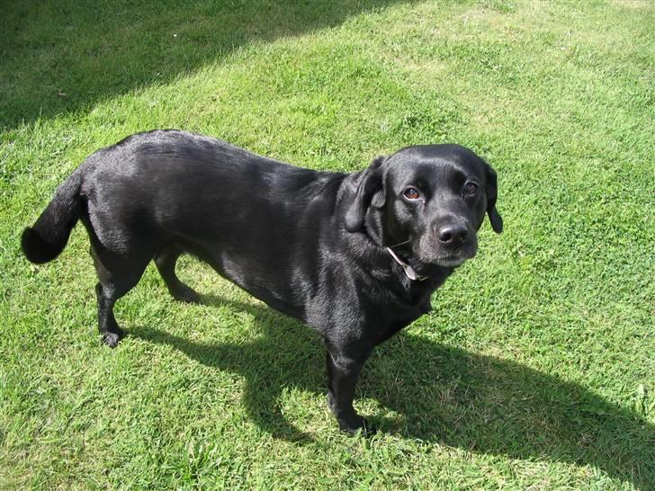 Labrador retriever Berta - NYT d. 17/08 -2007 billede 2