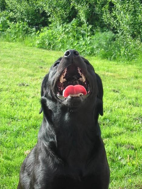 Labrador retriever Berta - nyder bare lige solen... billede 3