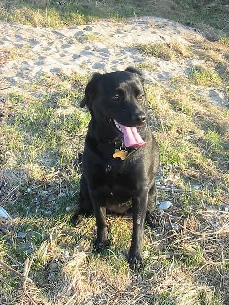 Labrador retriever Berta - elsker at sidde fotomodel.... billede 4