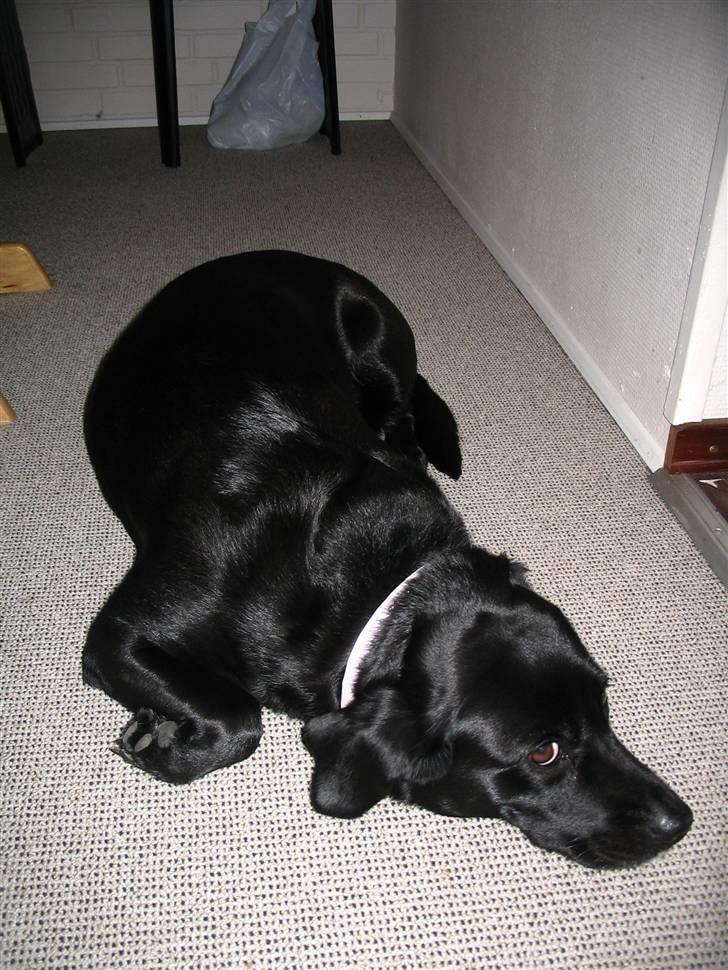 Labrador retriever Berta - Jeg er sååå træt;) NYT D. 17/08-2007 billede 5