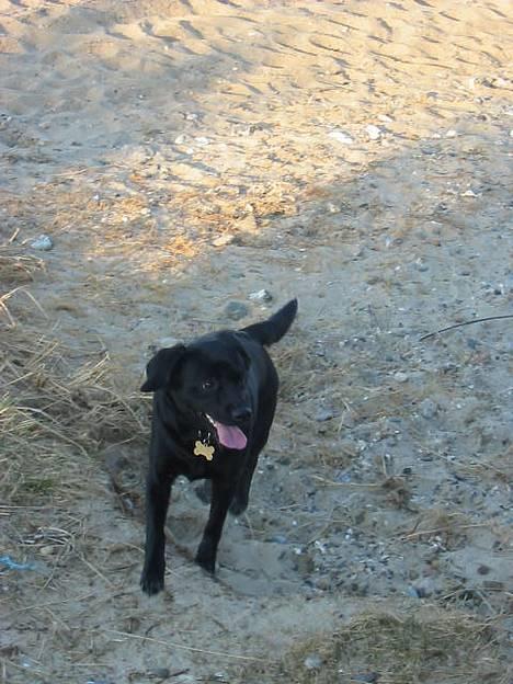 Labrador retriever Berta - nøj hvor jeg elsker at være ved stranden og lege:o) billede 6