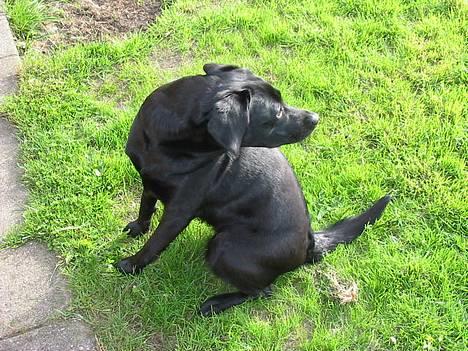 Labrador retriever Berta - Ja jeg er meget ELASTISK:O) billede 9