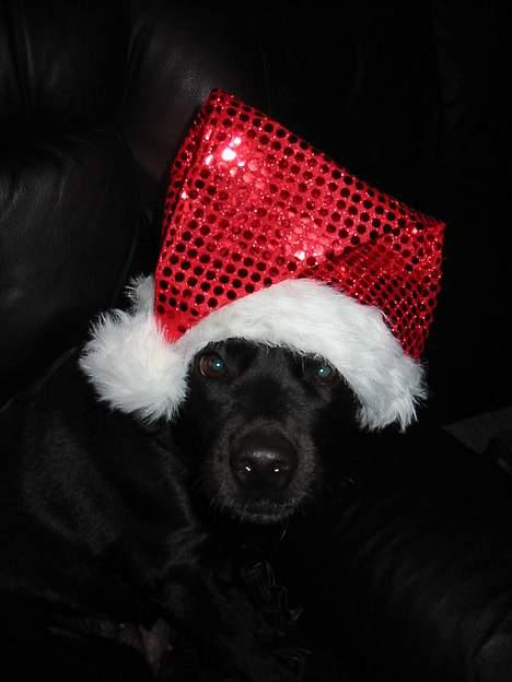 Labrador retriever Berta - Jubii Jul... og min mor har købt en nisse hue til mig... billede 7