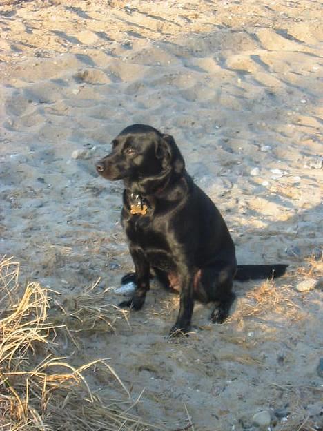 Labrador retriever Berta - sidder igen model, som jeg elsker:O) billede 10