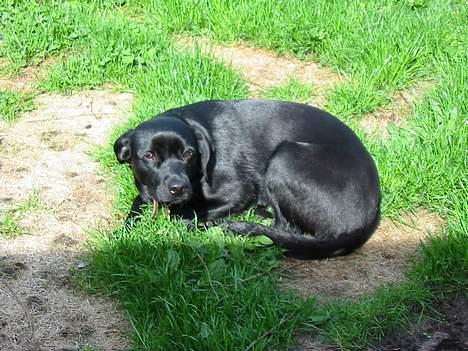 Labrador retriever Berta - Jeg sover altså..... billede 8