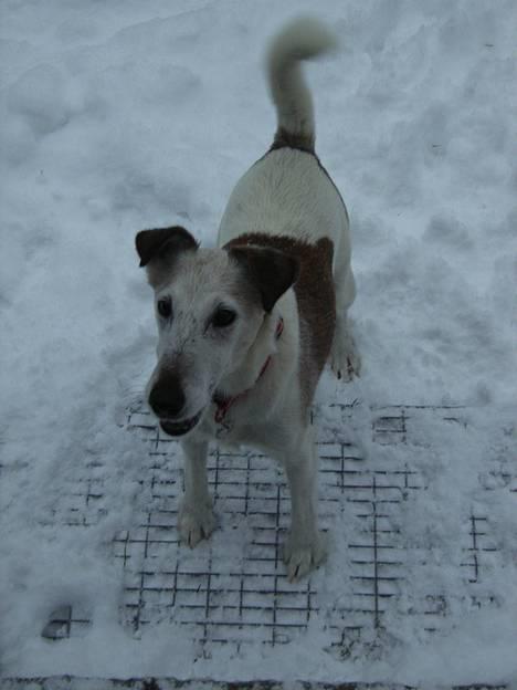 Glathåret foxterrier Hobbi  - I sne      billede 7