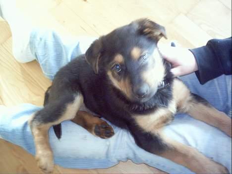 Blanding af racer Samsong - Hej med dig. Det er så mig Samsong billede 1