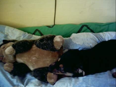 Blanding af racer Samsong - Nam nam, den bamse smager vel nok godt... billede 2