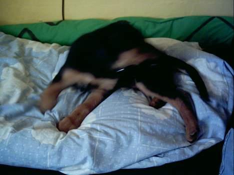 Blanding af racer Samsong - Ejj helt ærgeligt, hvad laver du dog?... billede 3