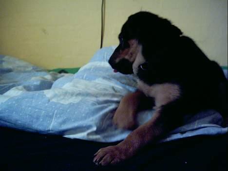 Blanding af racer Samsong - Neej, hvor er det hyggeligt, her i sengen.. billede 4