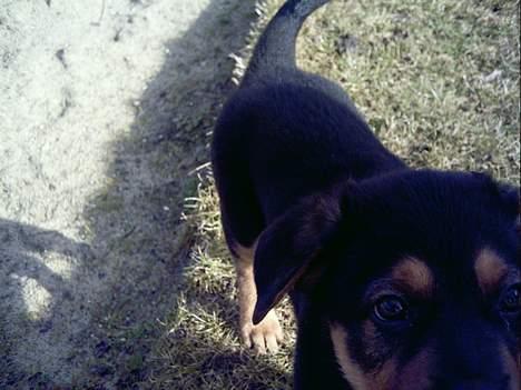 Blanding af racer Samsong - Hvem er dog det der står der, med den mærkelige ting?... billede 5