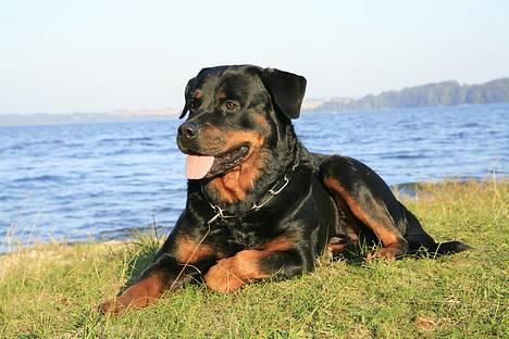 Rottweiler Asan R.I.P. - man er vel konge... billede 1