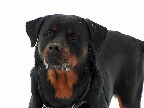 Rottweiler Asan R.I.P. - kan jeg snart komme ind.. billede 2