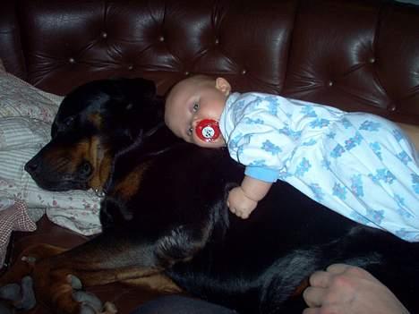 Rottweiler Asan R.I.P. - Asan og Julie... det er råhygge billede 3