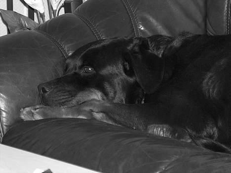 Rottweiler Asan R.I.P. - Zzzzzz Zzzzz billede 4