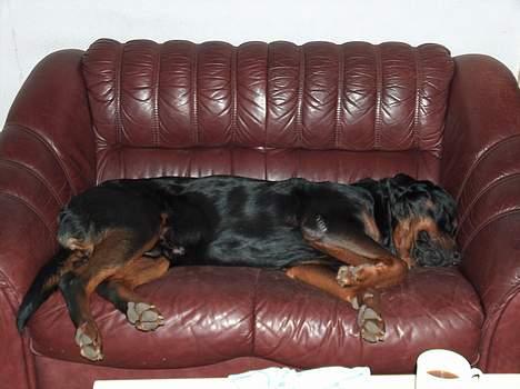 Rottweiler Asan R.I.P. - hvor er min hjørnesofa?? billede 6