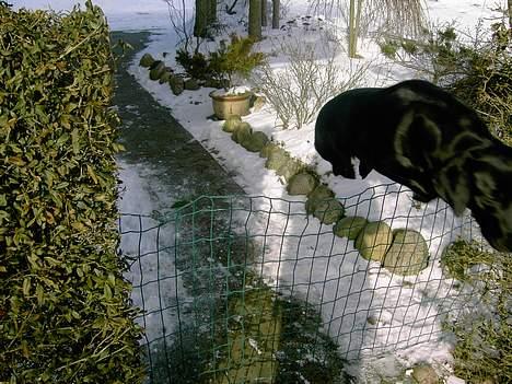 Labrador retriever Freja billede 4