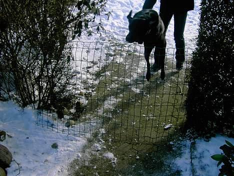 Labrador retriever Freja billede 6