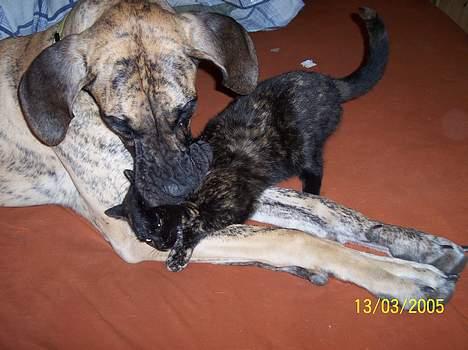 Grand danois Kørup´s Anastacia  - ingen mad så må jeg spise missen billede 10