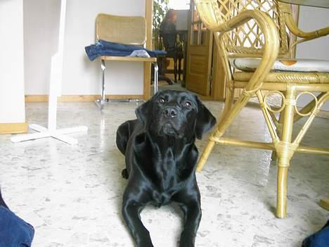 Labrador retriever Freja billede 7