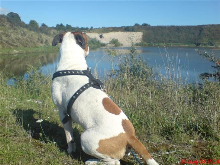 Amerikansk bulldog pablo escobar the bully - velkommen til min profil .. ja det er jo så Pablo Escobar him self... billede 1