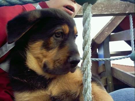 Blanding af racer Samsong - Jeg er på legepladsen.. billede 6